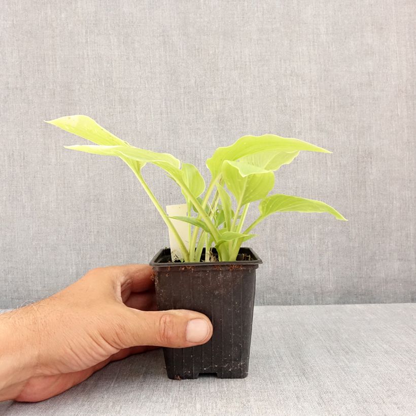 Amostra de Hosta plantaginea var. japonica Vaso de 8/9 cm tal como entregue no verão