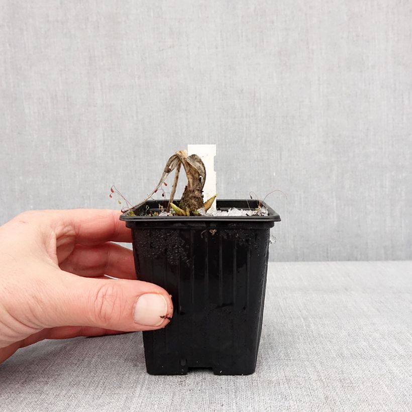 Amostra de Hosta plantaginea var. japonica Vaso de 8/9 cm tal como entregue no inverno