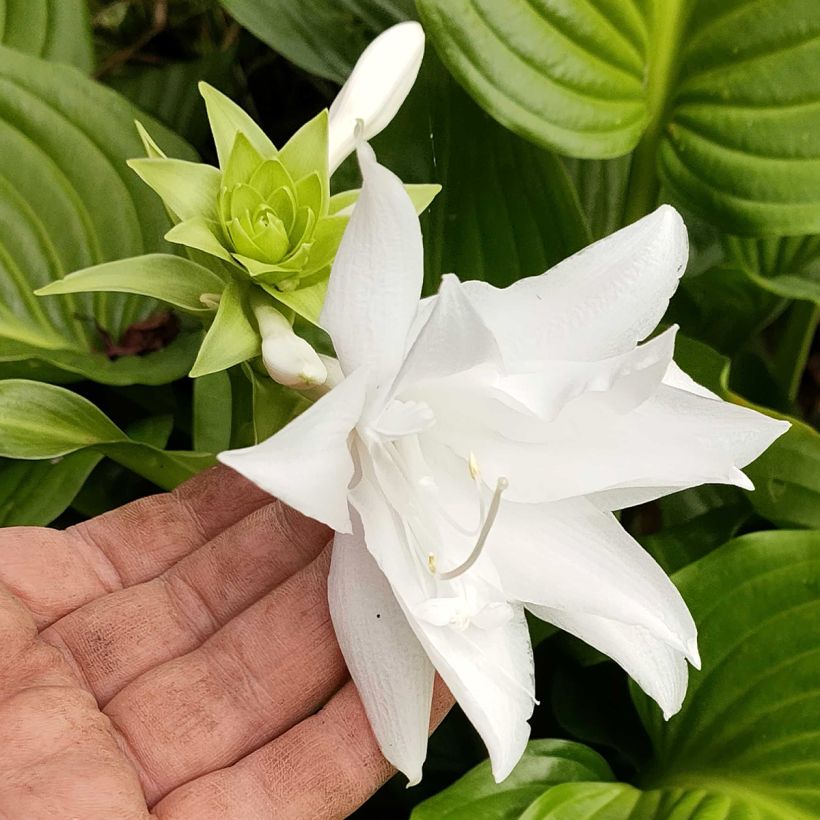 Hosta plantaginea Venus (Floração)