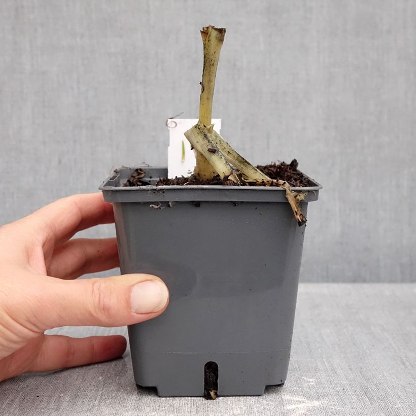 Amostra de Hosta plantaginea Venus Vaso de 1,5 L/2 L tal como entregue no outono