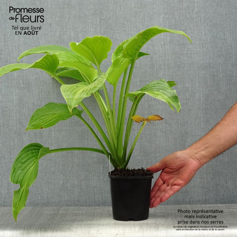Amostra de Hosta plantaginea Venus Vaso de 1,5 L/2 L tal como entregue no verão