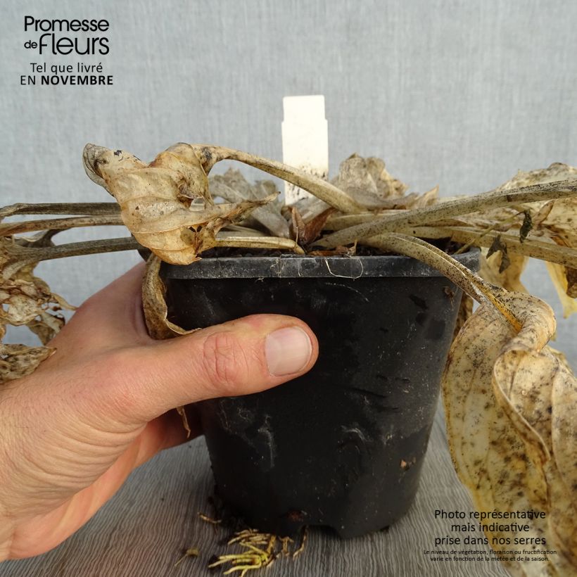 Amostra de Hosta Pocketfull of Sunshine Vaso de 1,5 L/2 L tal como entregue no outono