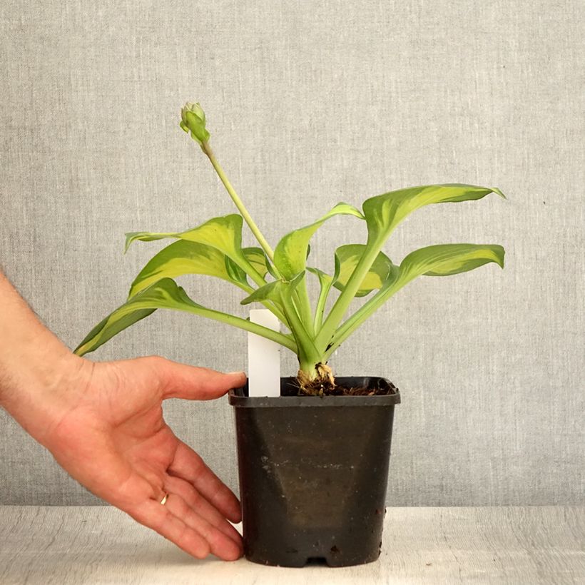 Amostra de Hosta Pocketfull of Sunshine Vaso de 1,5 L/2 L tal como entregue no verão