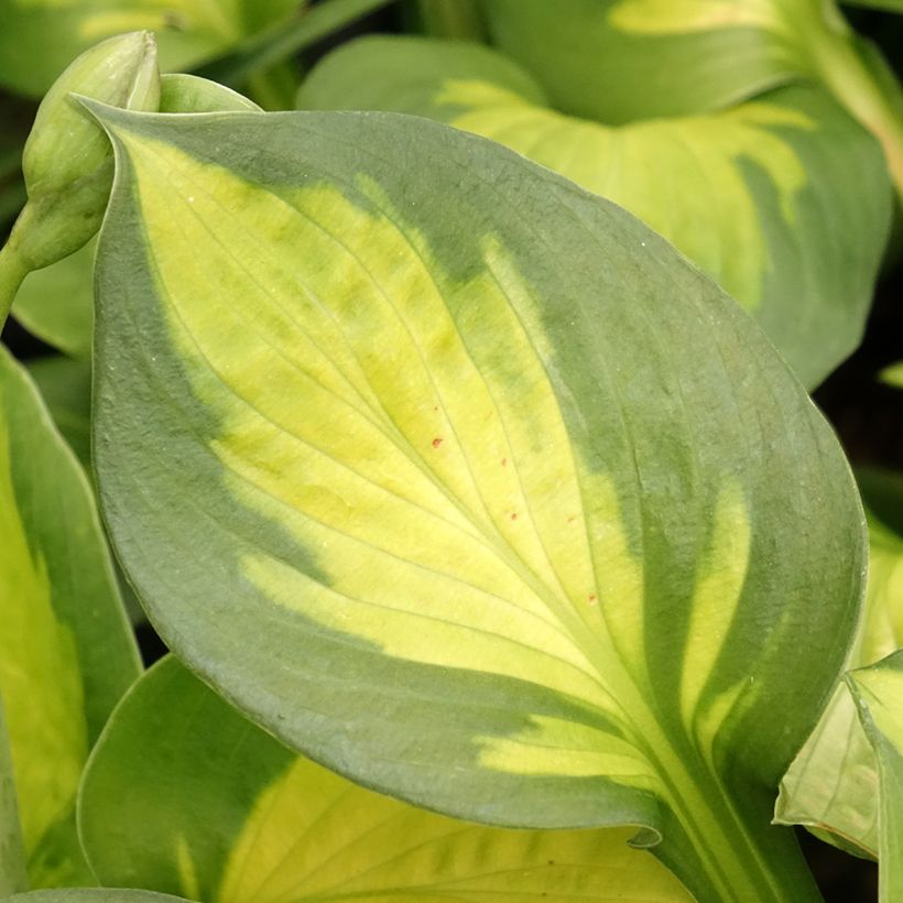 Hosta Pocketfull of Sunshine (Folhagem)