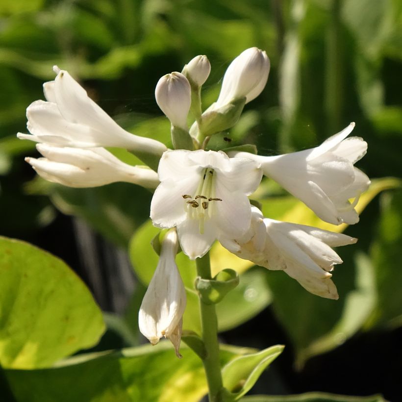 Hosta Pocketfull of Sunshine (Floração)