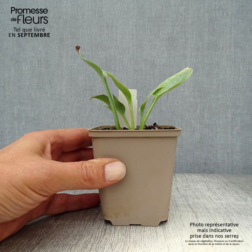 Amostra de Hosta Prairie Sky Vaso de 8/9 cm tal como entregue no outono