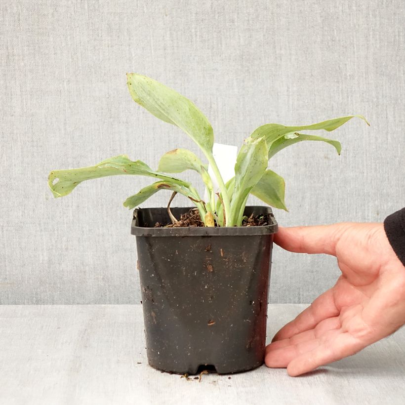 Amostra de Hosta Prairie Sky Vaso de 1,5 L/2 L tal como entregue no outono