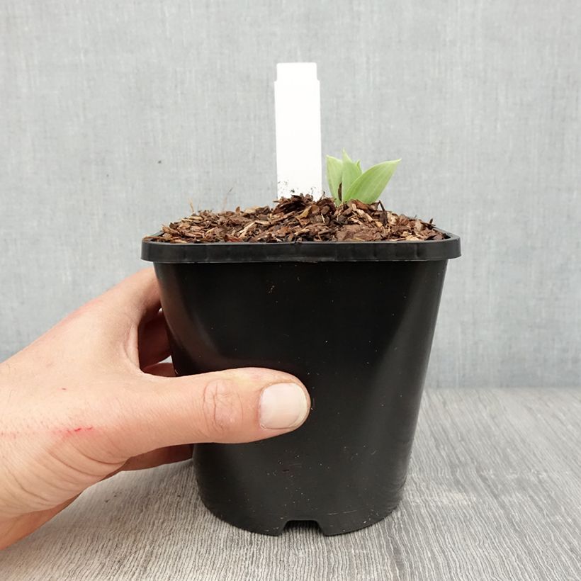 Amostra de Hosta Prairie Sky Vaso de 1,5 L/2 L tal como entregue na primavera