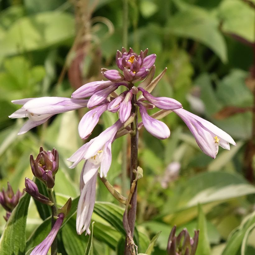 Hosta Praying Hands (Floração)