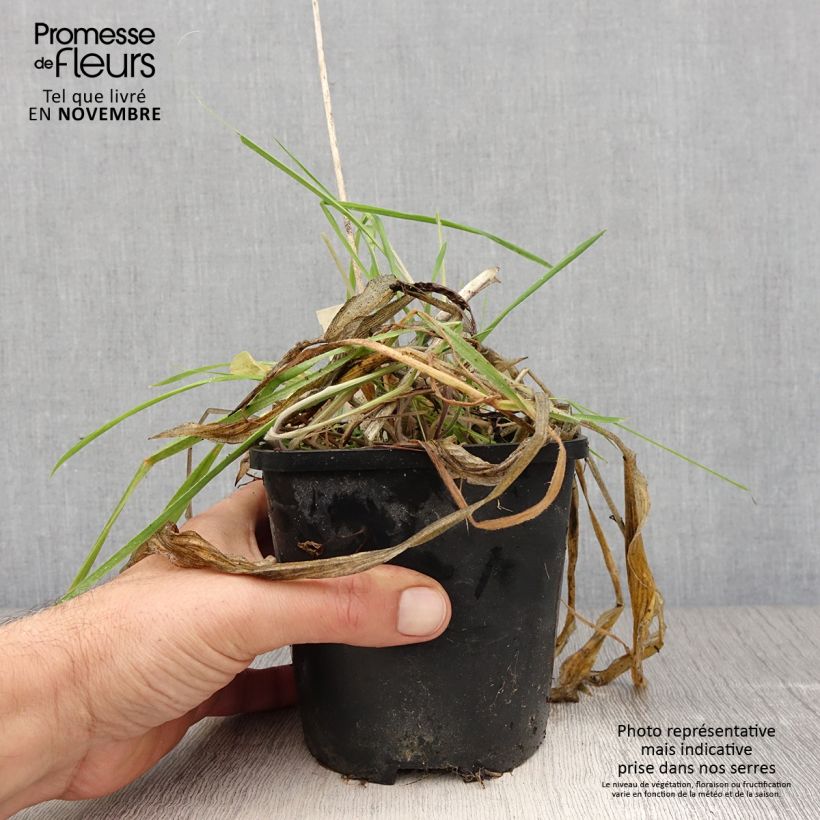 Amostra de Hosta Praying Hands Vaso de 1,5 L/2 L tal como entregue no outono
