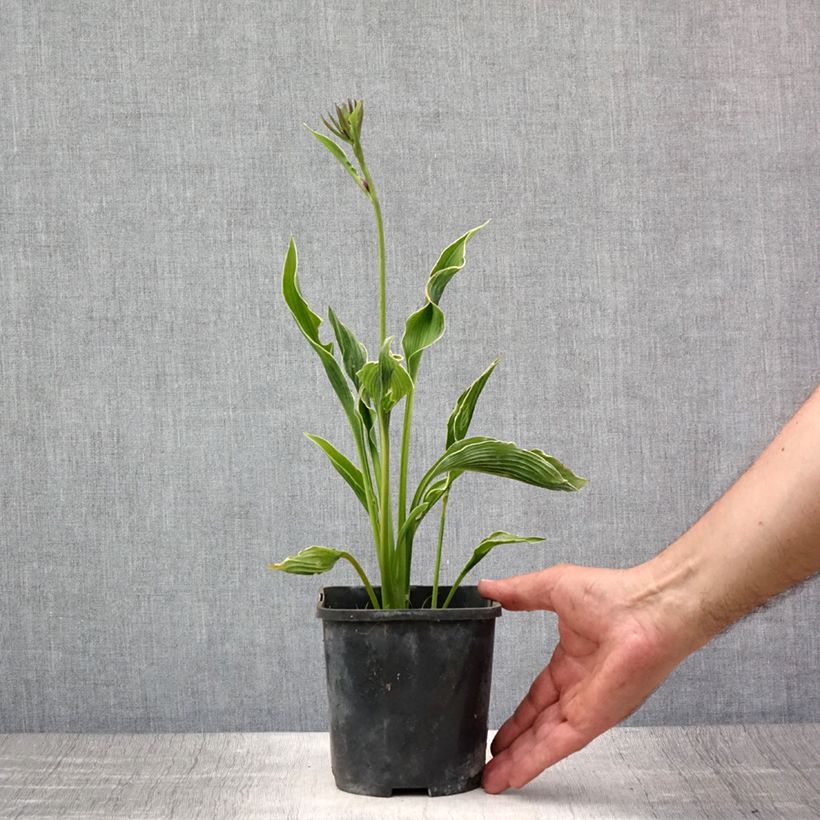 Amostra de Hosta Praying Hands Vaso de 1,5 L/2 L tal como entregue no verão