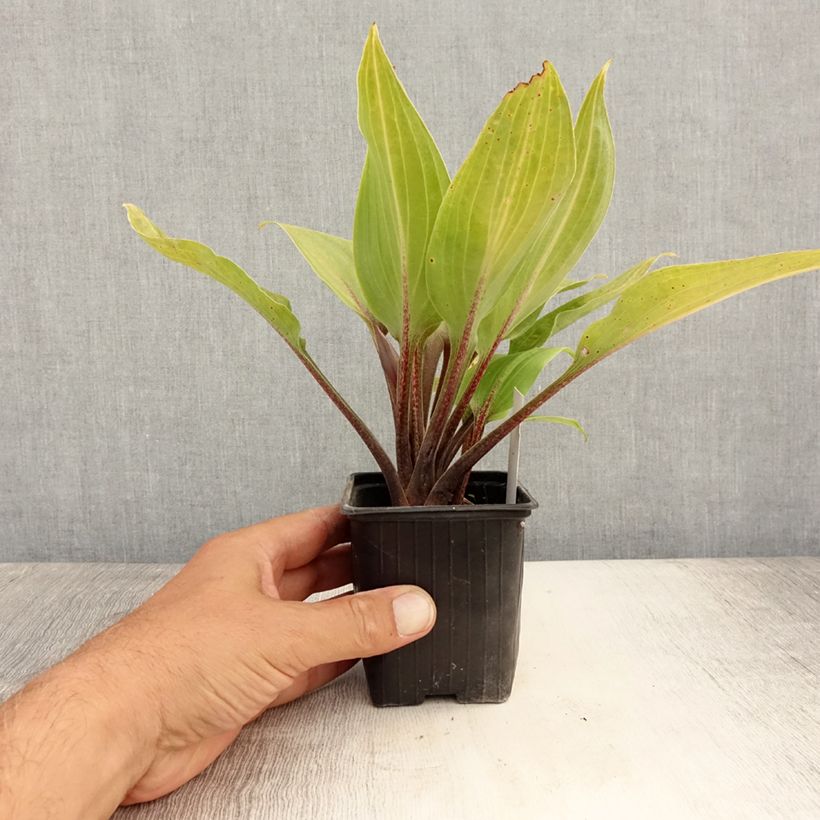 Amostra de Hosta Purple Heart Vaso de 8/9 cm tal como entregue no verão