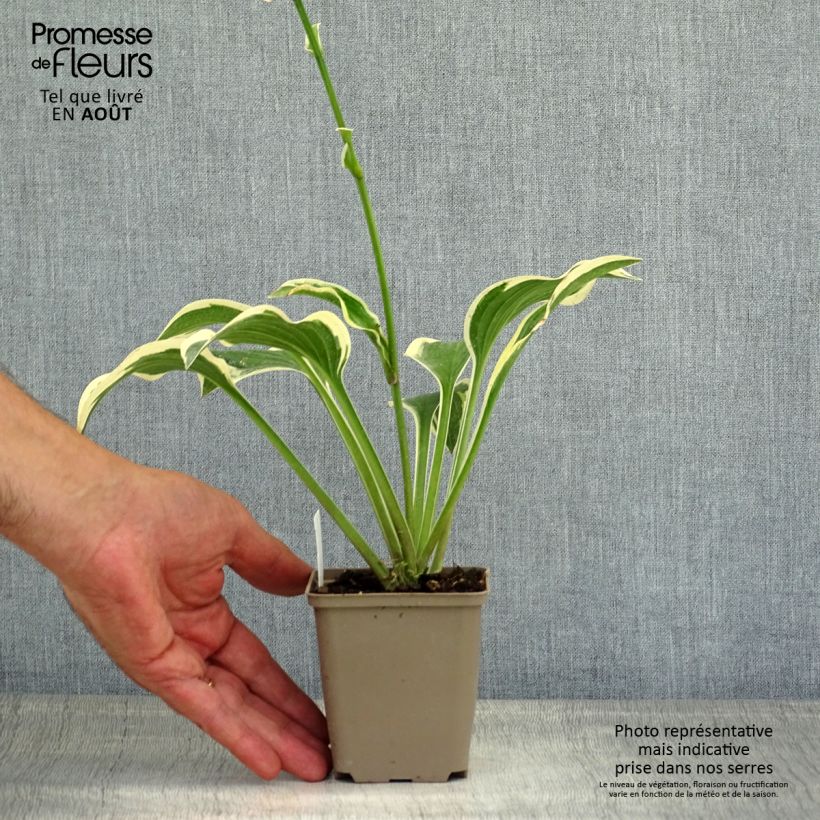 Amostra de Hosta Queen Josephine Vaso de 8/9 cm tal como entregue no verão