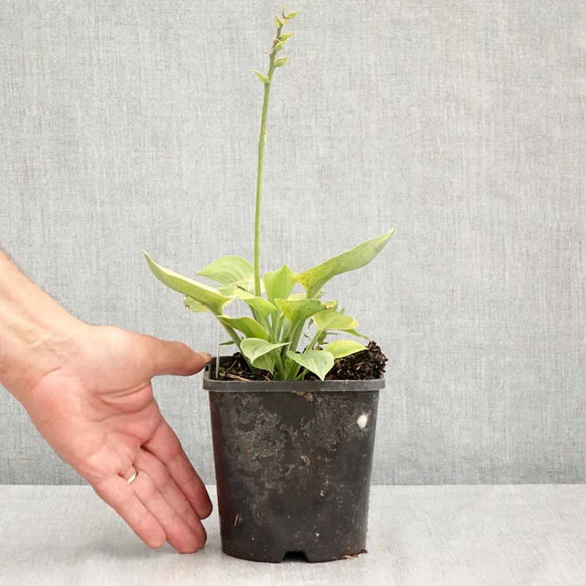 Amostra de Hosta Radiant Edger Pot de 1,5L/2L tal como entregue no verão