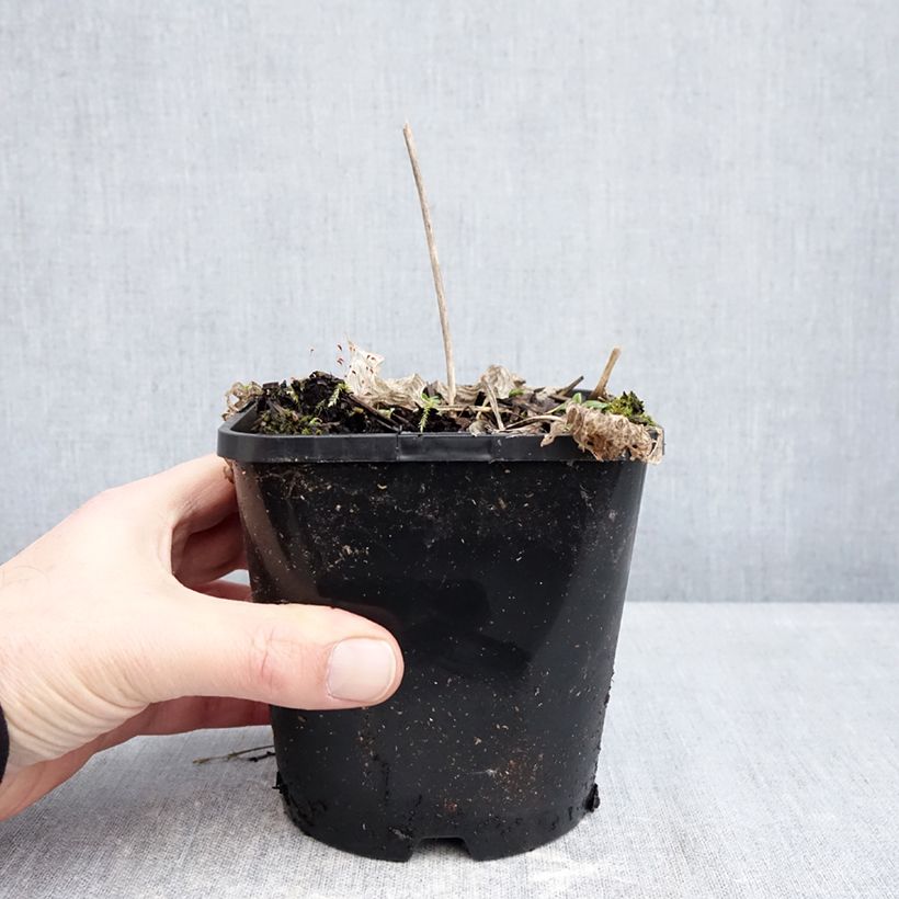 Amostra de Hosta Radiant Edger Vaso de 1,5 L/2 L tal como entregue no inverno