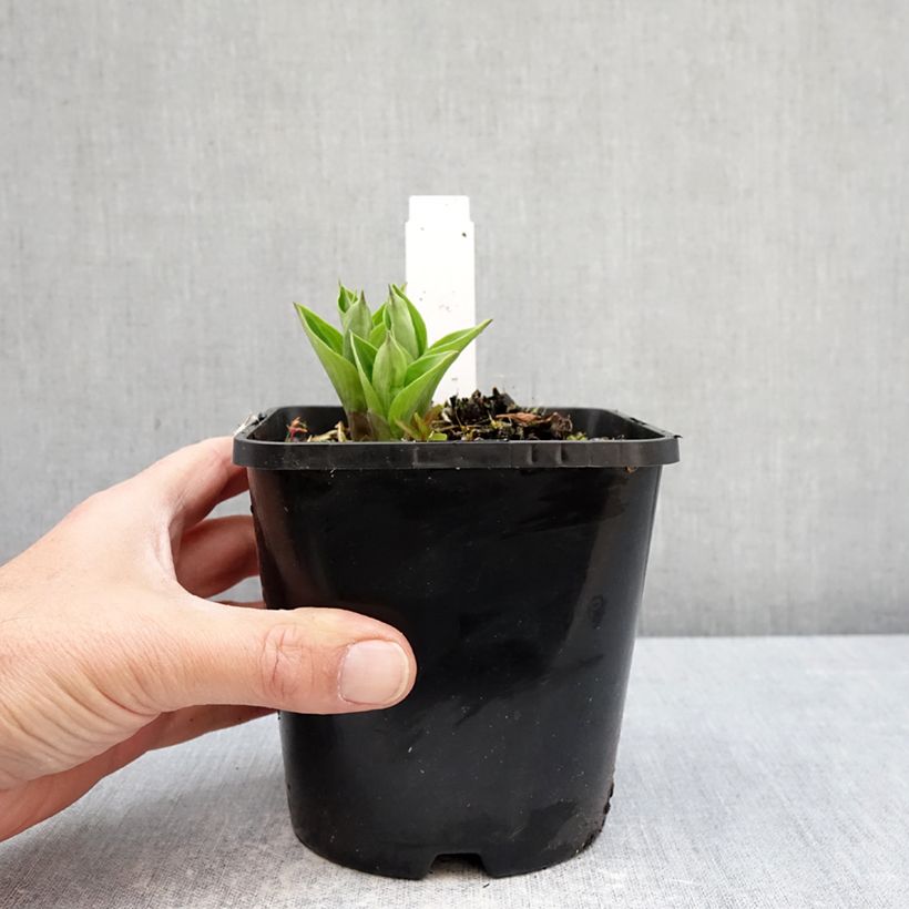Amostra de Hosta Radiant Edger Vaso de 1,5 L/2 L tal como entregue na primavera