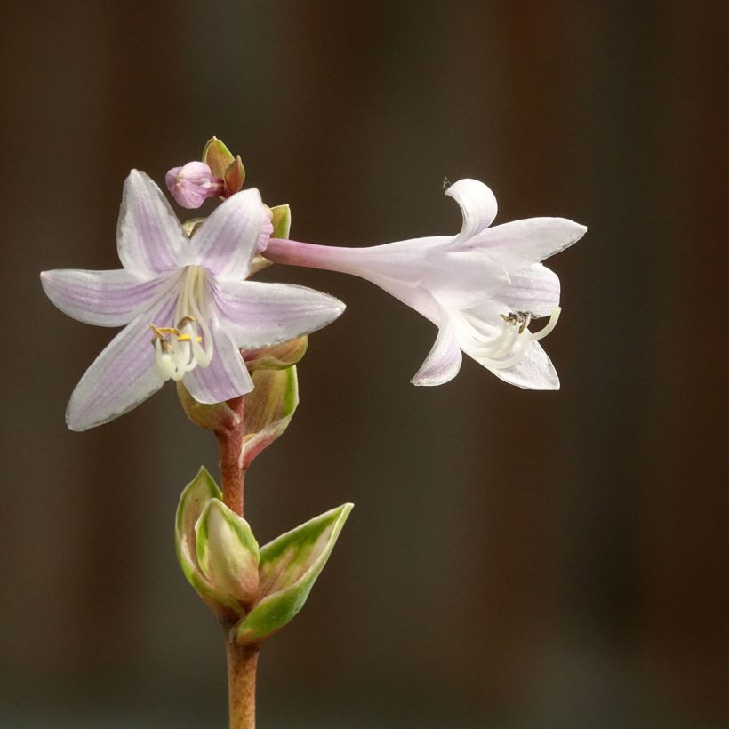 Hosta Rainbows End (Floração)