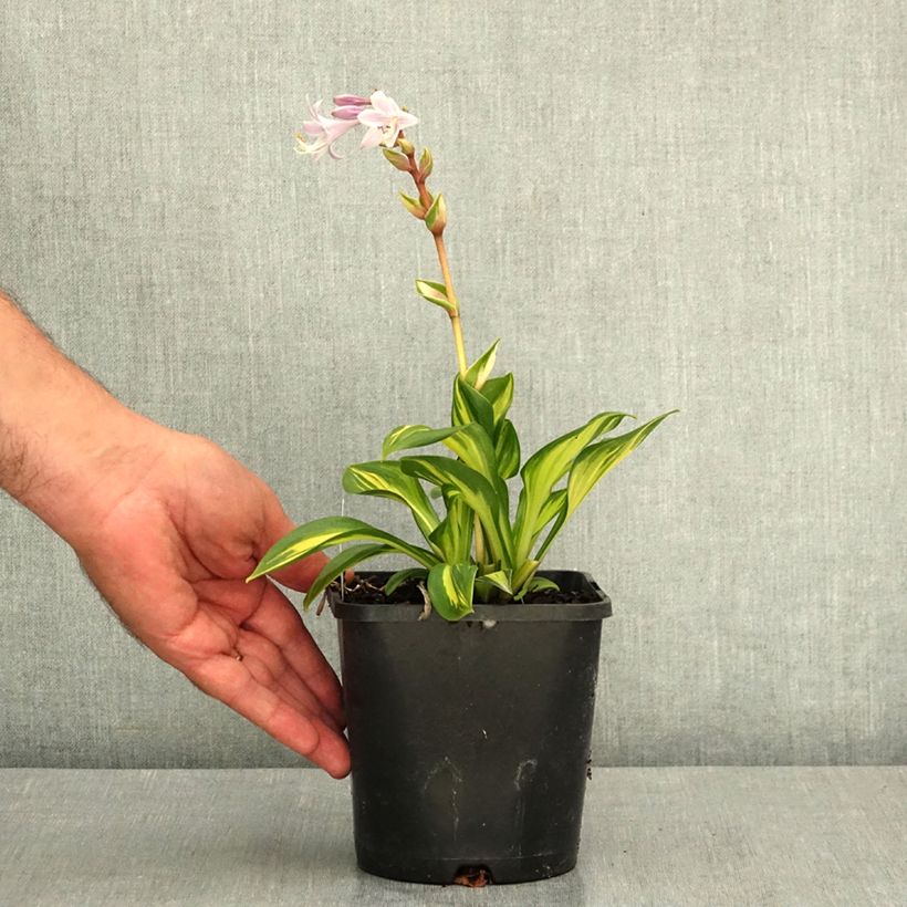 Amostra de Hosta Rainbows End Vaso de 1,5 L/2 L tal como entregue no verão