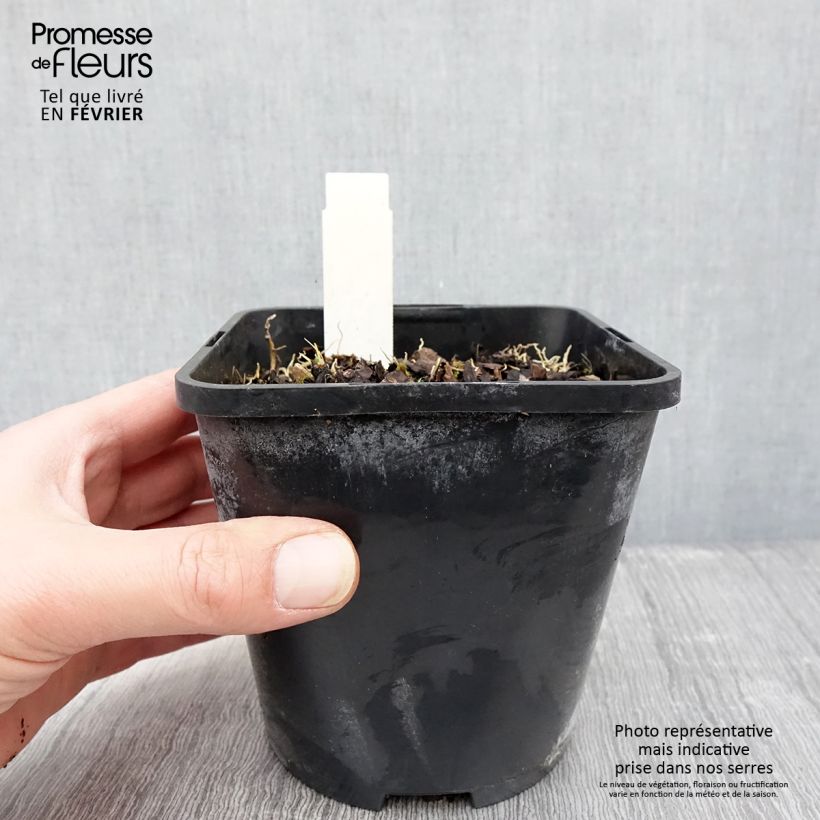 Amostra de Hosta Rainbows End Vaso de 1,5 L/2 L tal como entregue no inverno