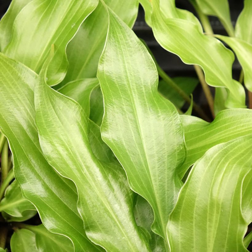 Hosta Raspberry Sorbet (Folhagem)
