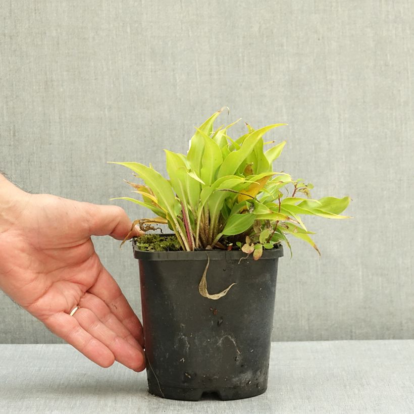 Amostra de Hosta Raspberry Sorbet Vaso de 1,5 L/2 L tal como entregue no outono