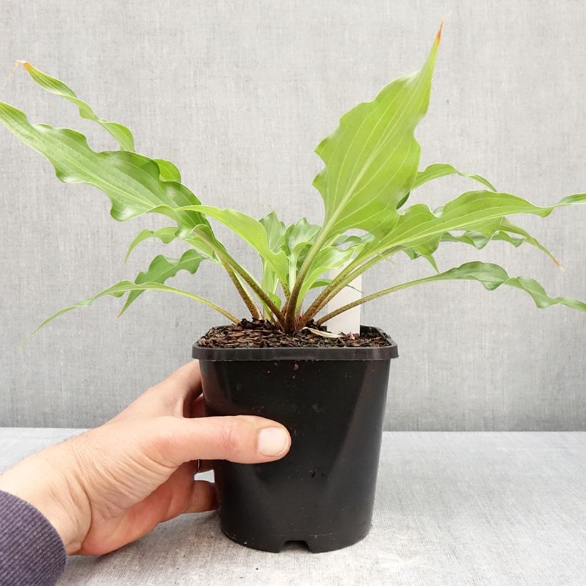 Amostra de Hosta Raspberry Sorbet Vaso de 1,5 L/2 L tal como entregue na primavera