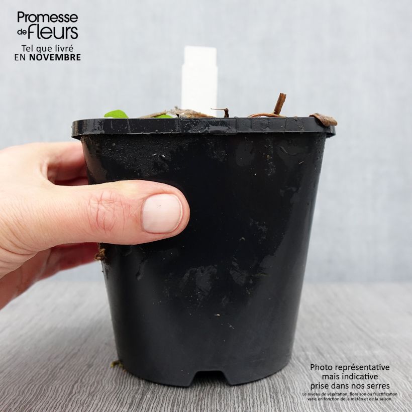 Amostra de Hosta Raspberry Sundae Vaso de 1,5 L/2 L tal como entregue no outono