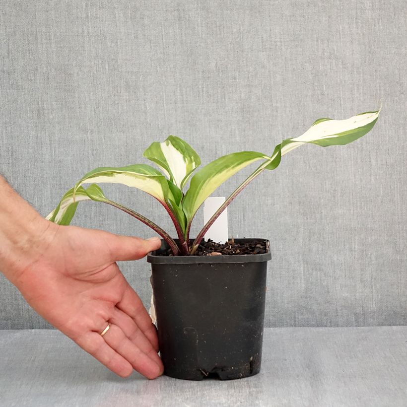 Amostra de Hosta Raspberry Sundae Vaso de 1,5 L/2 L tal como entregue no verão