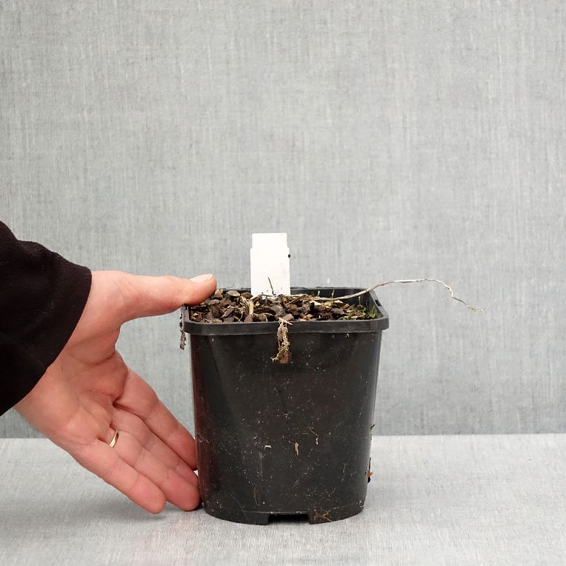 Amostra de Hosta Raspberry Sundae Vaso de 1,5 L/2 L tal como entregue na primavera