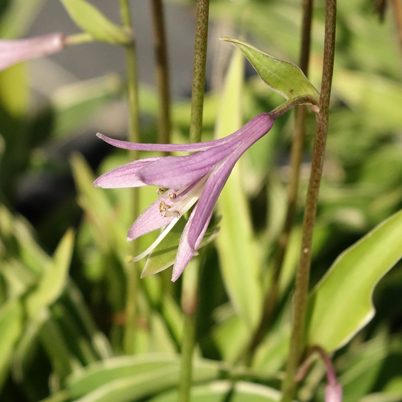 Hosta Raspberry Sundae (Floração)
