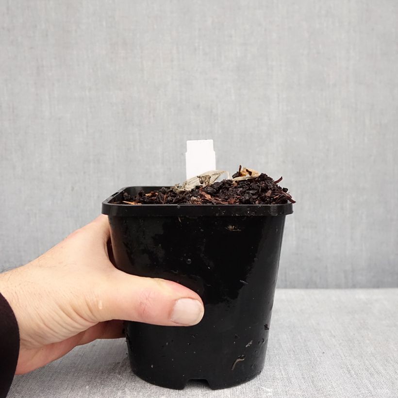 Amostra de Hosta Remember Me Vaso de 1,5 L/2 L tal como entregue no outono