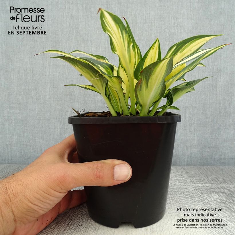 Amostra de Hosta Remember Me Vaso de 1,5 L/2 L tal como entregue no verão