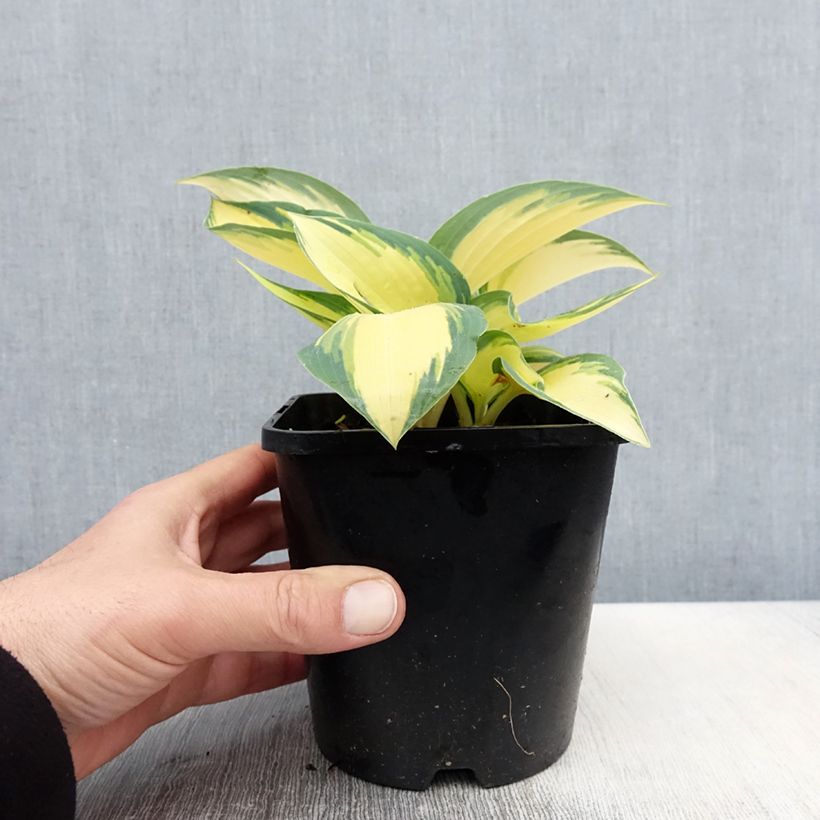 Amostra de Hosta Remember Me Vaso de 1,5 L/2 L tal como entregue na primavera