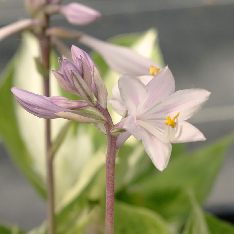 Hosta Revolution (Floração)