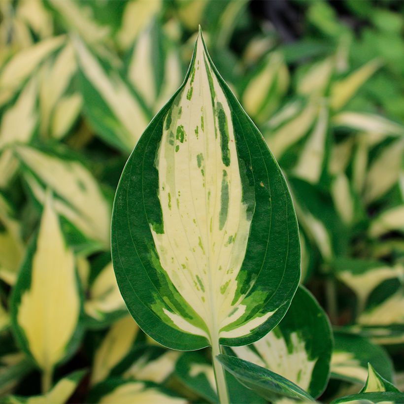 Hosta Revolution (Folhagem)