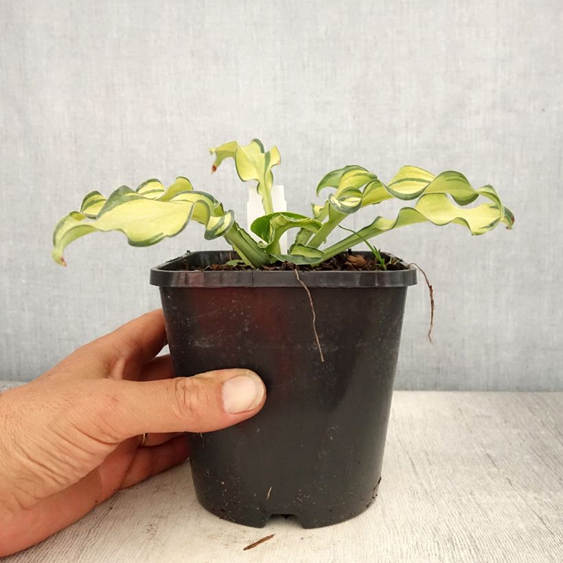 Amostra de Hosta Ripple Effect Vaso de 1,5 L/2 L tal como entregue no verão