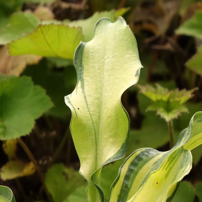 Hosta Ripple Effect (Folhagem)