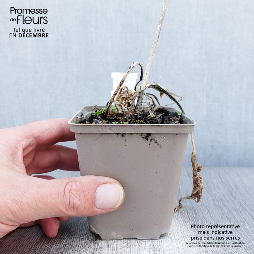 Amostra de Hosta Robert Frost Vaso de 8/9 cm tal como entregue no outono