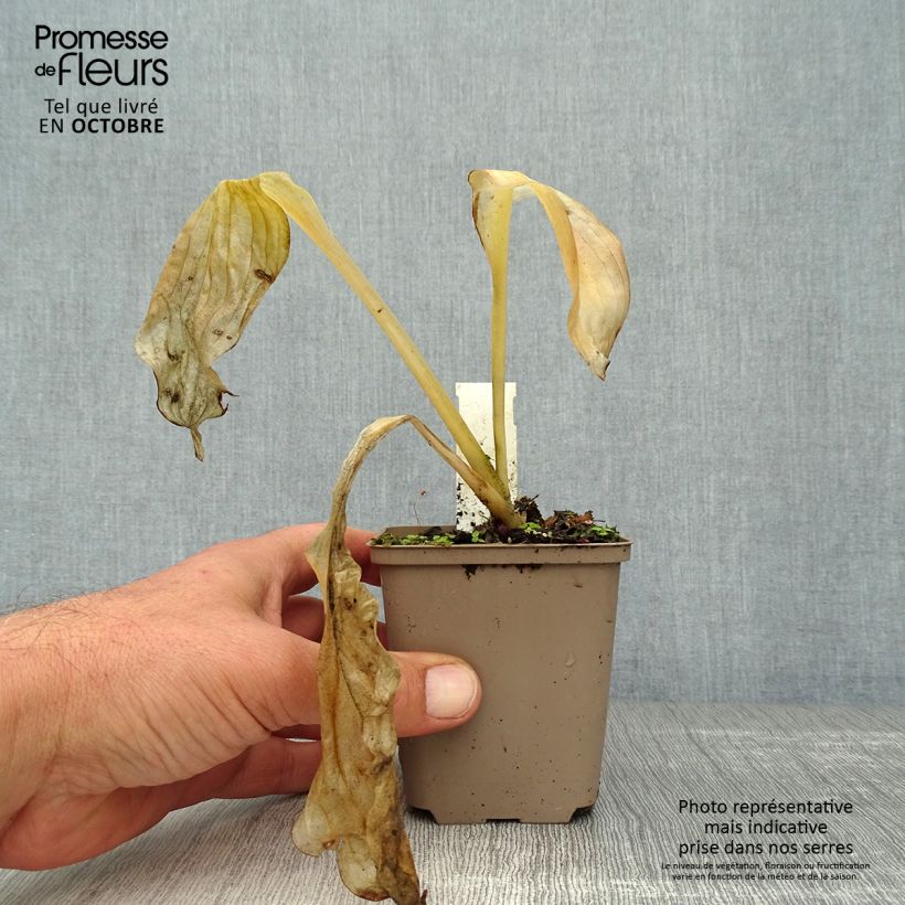 Amostra de Hosta Royal Standard Vaso de 8/9 cm tal como entregue no outono