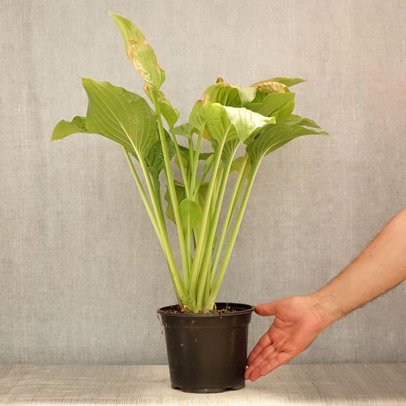 Amostra de Hosta Royal Standard Vaso de 2 L/3 L tal como entregue no verão