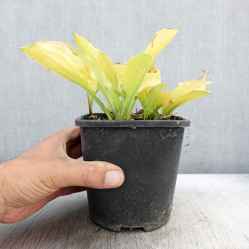 Amostra de Hosta Ruffed Up - Funkia Vaso de 1,5 L/2 L tal como entregue no outono