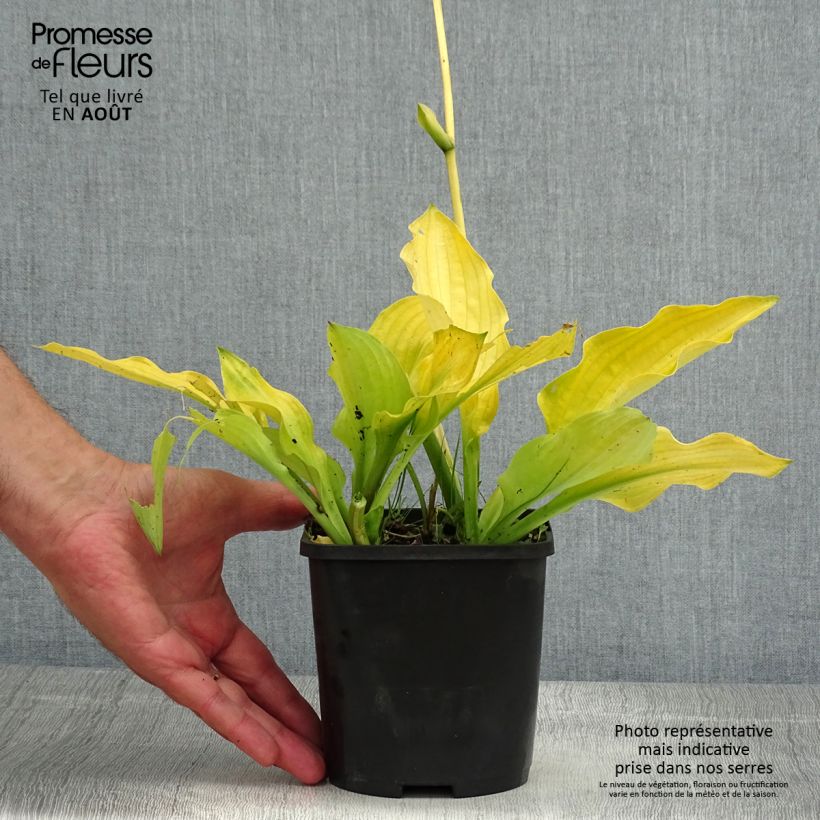 Amostra de Hosta Ruffed Up - Funkia Vaso de 1,5 L/2 L tal como entregue no verão