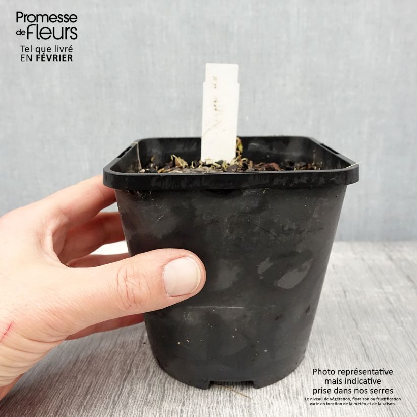 Amostra de Hosta Ruffed Up Pot de 1,5L/2L tal como entregue no inverno