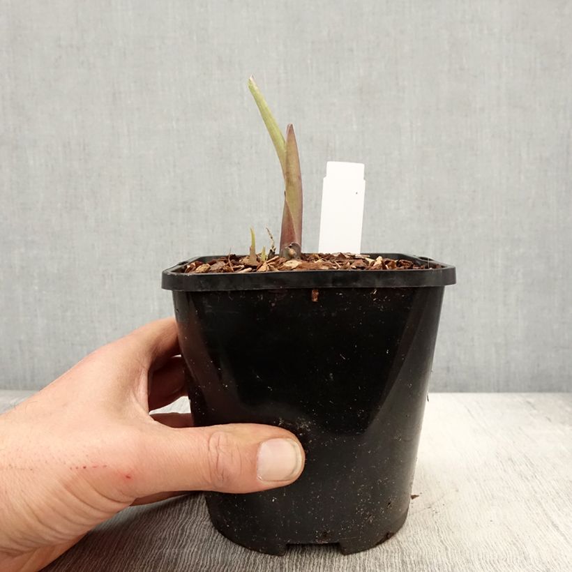 Amostra de Hosta Ruffed Up Vaso de 1,5 L/2 L tal como entregue na primavera