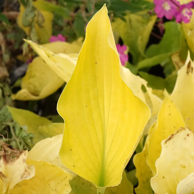 Hosta Ruffed Up - Funkia (Folhagem)