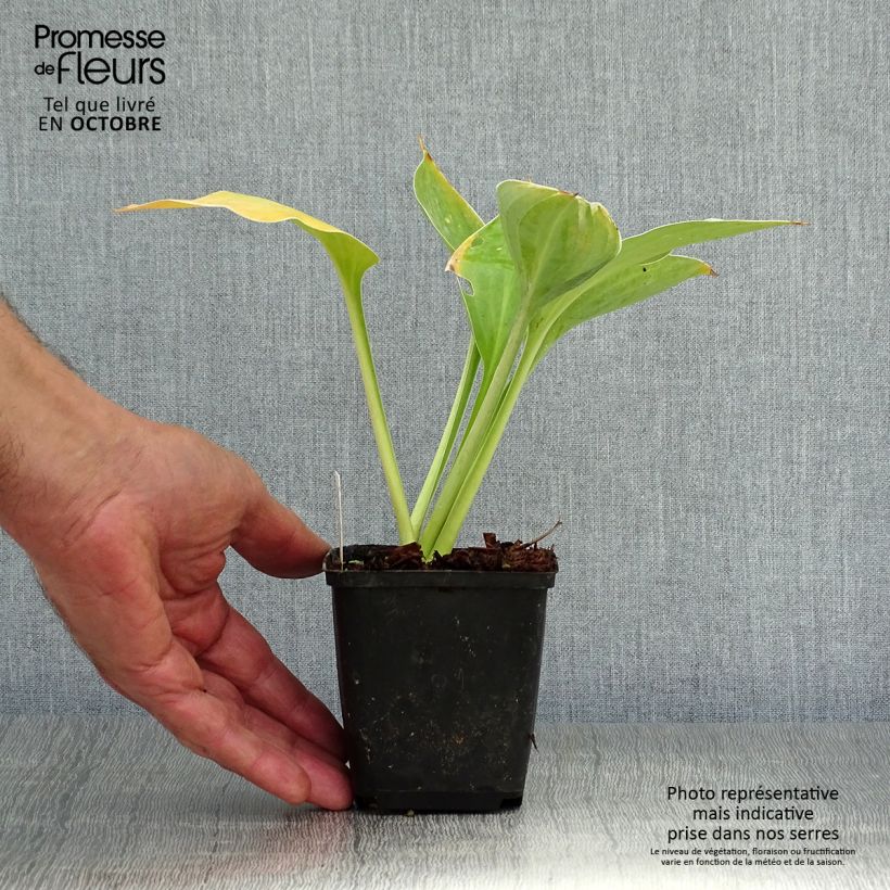 Amostra de Hosta fluctuans Sagae Vaso de 8/9 cm tal como entregue no outono