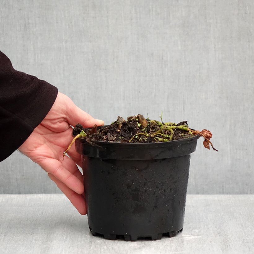 Amostra de Hosta fluctuans Sagae Vaso de 1,5 L/2 L tal como entregue no outono