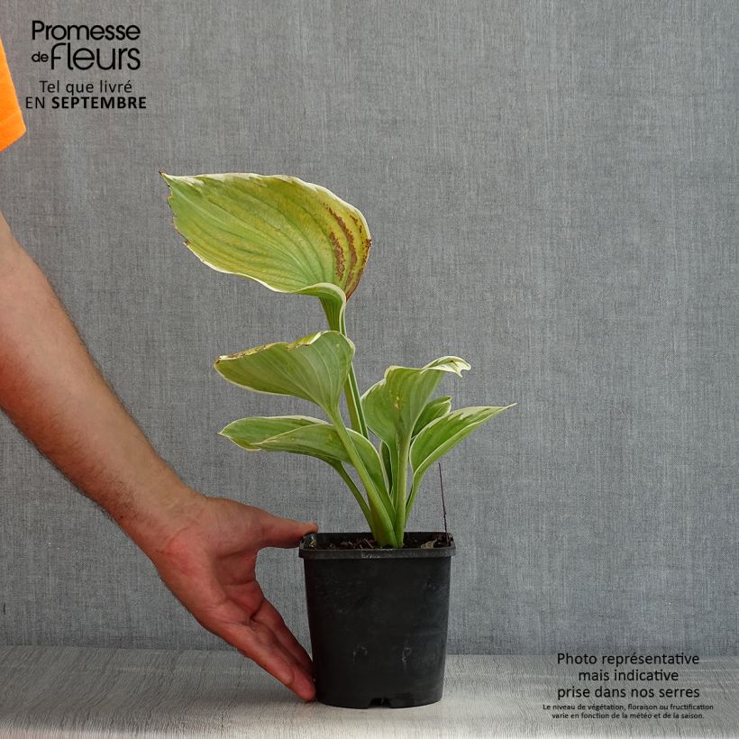 Amostra de Hosta fluctuans Sagae Vaso de 1,5 L/2 L tal como entregue no verão