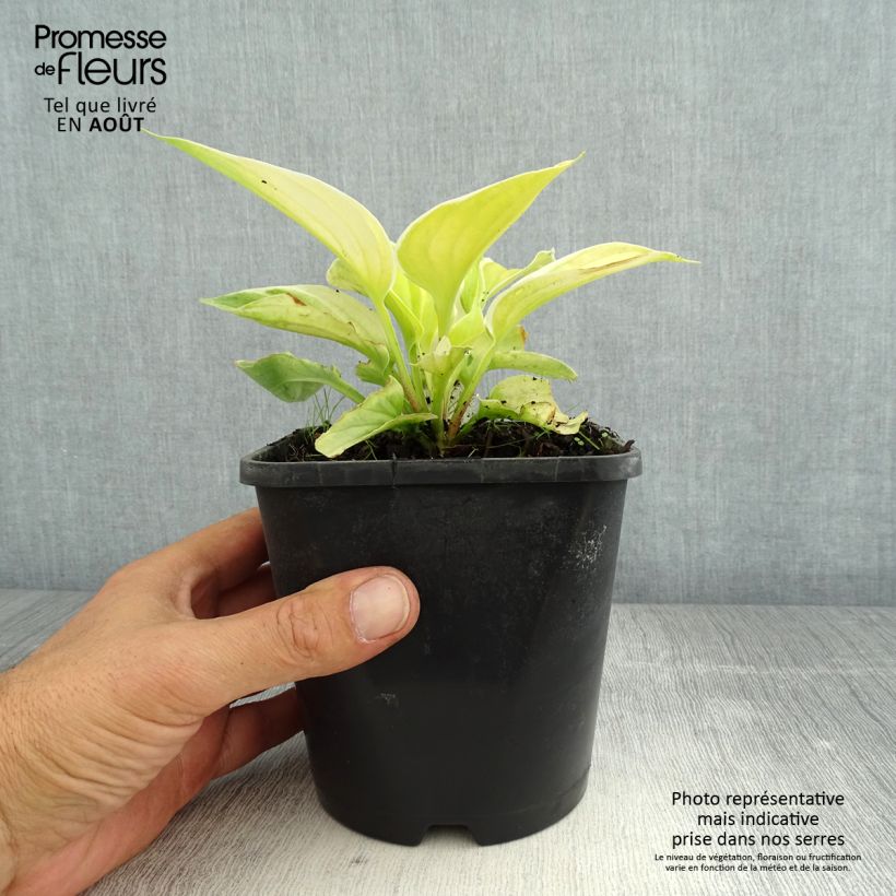 Amostra de Hosta Saint Elmo's Fire - Funkia Vaso de 1,5 L/2 L tal como entregue no verão