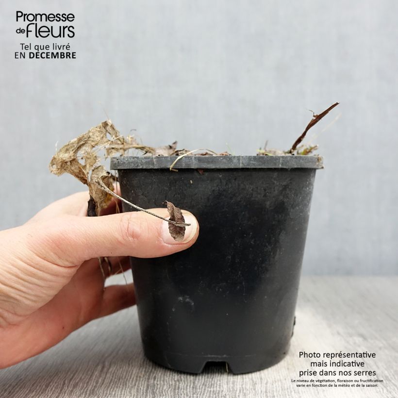 Amostra de Hosta Saint Elmo's Fire Pot de 1,5L/2L tal como entregue no inverno